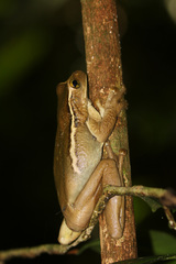 Trachycephalus mesophaeus