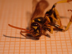 Nomada bifasciata