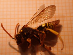 Nomada bifasciata