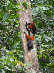 Saguinus fuscicollis