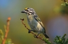 Yellow-fronted Tinkerbird - Photo (c) Ian White, some rights reserved (CC BY-NC-SA)
