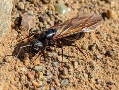 Camponotus maritimus