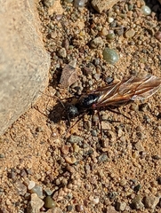 Camponotus maritimus