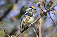 Yellow-Fronted Tinkerbird photo 2