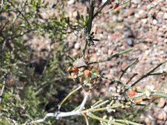 Euschistus longiceps