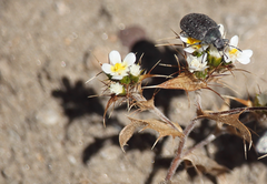 Triptilion capillatum