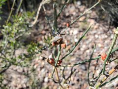 Euschistus longiceps