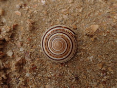Architectonica