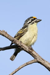 Yellow-Fronted Tinkerbird photo 3
