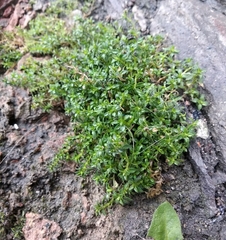 Arenaria serpyllifolia