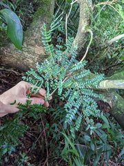 Cojoba costaricensis