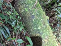 Cojoba costaricensis