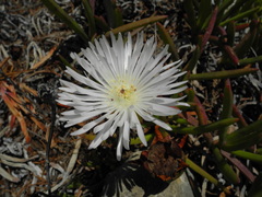 Carpobrotus muirii