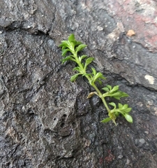 Arenaria serpyllifolia