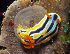 Chromodoris colemani