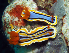 Chromodoris colemani