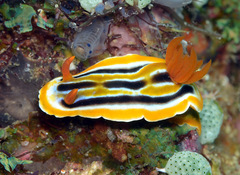 Chromodoris colemani