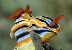 Chromodoris colemani