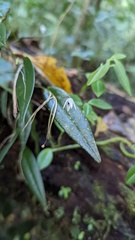 Pleurothallis eumecocaulon