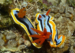Chromodoris colemani