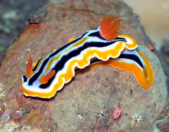 Chromodoris colemani