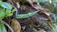 Pleurothallis eumecocaulon