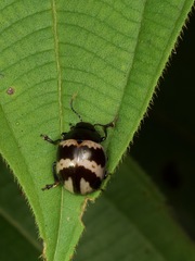 Platyphora fulvicornis
