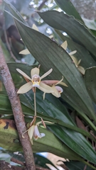 Coelogyne flaccida