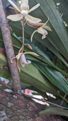 Coelogyne flaccida