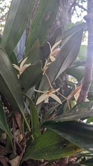 Coelogyne flaccida