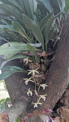 Coelogyne flaccida