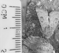 Protorthodes melanopis