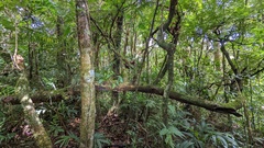 Cojoba costaricensis