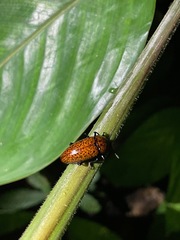 Pselaphacus nigropunctatus