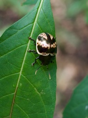 Platyphora fulvicornis
