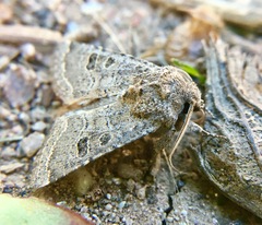 Protorthodes melanopis