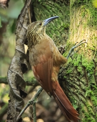 Xiphocolaptes promeropirhynchus