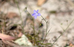 Wahlenbergia queenslandica