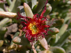 Hartmanthus pergamentaceus