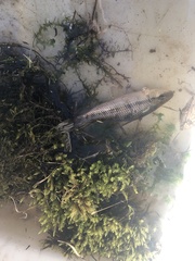 Erimyzon claviformis