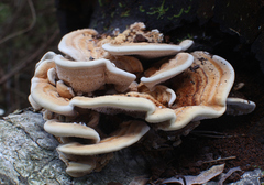 Metuloidea murashkinskyi