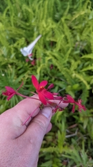 Epidendrum radicans