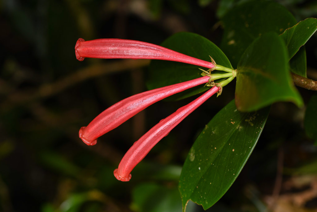 Hillia triflora