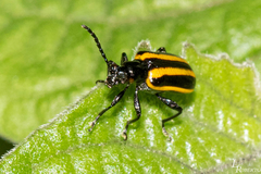 Lema confusa virgata