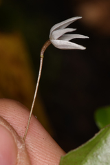 Pleurothallis eumecocaulon