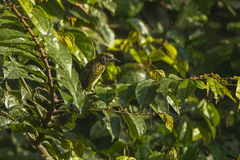Speckled Tinkerbird photo 2