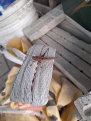 Insecta