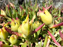 Carpobrotus edulis parviflorus