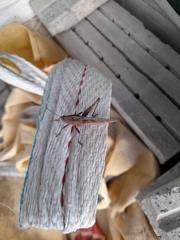 Insecta
