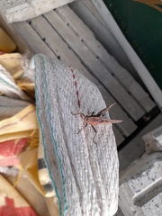 Insecta